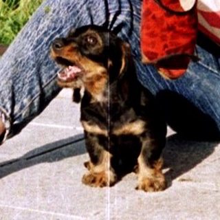 Person sitting with small dog outdoors.