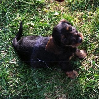 Small black dog sniffing grass near curb.