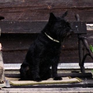 Two people sitting on bench outside rustic wooden house with pets.