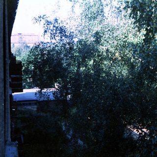 Dense foliage viewed through window.