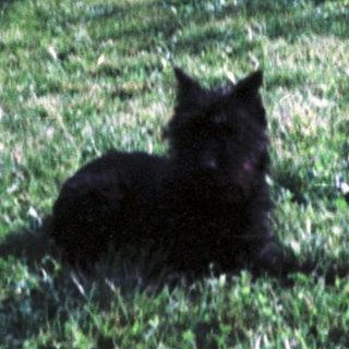 Black cat sitting on grass outdoors.