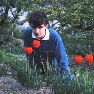 Person planting tulip bulbs in garden bed.