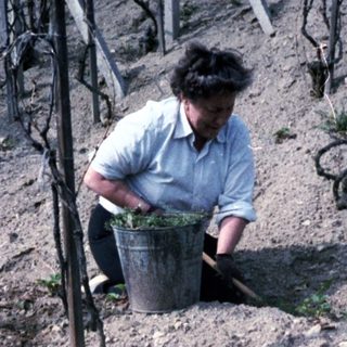Person planting grape cuttings in vineyard soil.