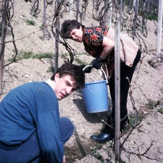 Two people tending vineyard plants with water buckets.