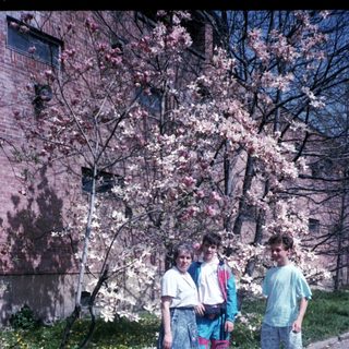 Three people posing by blooming cherry blossom tree.