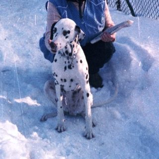 Person sitting in snow with Dalmatian dog.