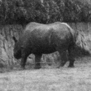 Rhino in an enclosed grassy zoo area.