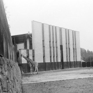 Giraffe in an enclosed zoo area near modern building.