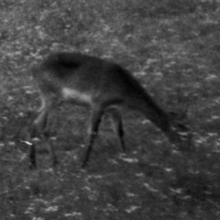 Wild deer grazing on grassy hillside.