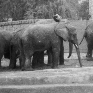 Elephants being led by handlers near buildings.