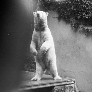 Polar bear standing on stone ledge.