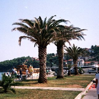 Coastal promenade with palm trees, waterfront, and people.