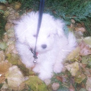 White dog on leash in forested area.