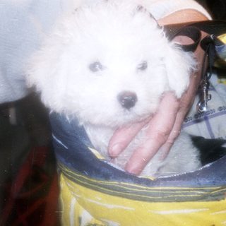 Cute small dog peeking out of a carrier bag.