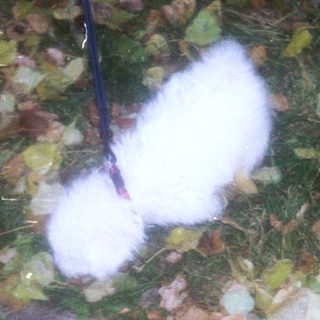 White sock on ground among fallen leaves.