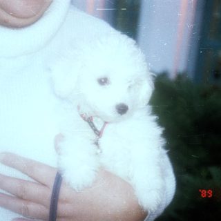 White puppy held in arms, date stamp 1999.