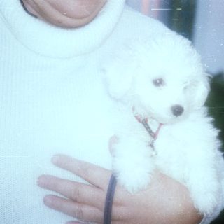 White puppy held in arms, date stamp 1999.