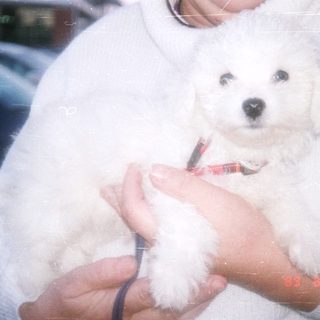 Cute small white puppy held in arms.