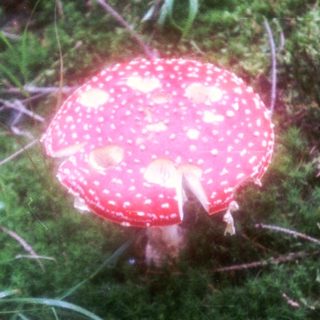 Bright red spotted mushroom in forest undergrowth.