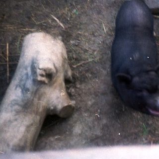 Two pigs eating near a container.
