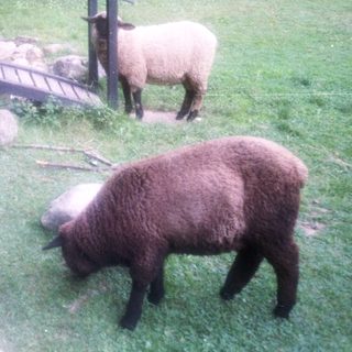 Two sheep grazing near a small stream and bridge.