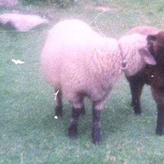 Two sheep grazing in a grassy area near a bridge.