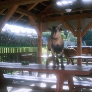 Goat standing under sheltered outdoor wooden area.