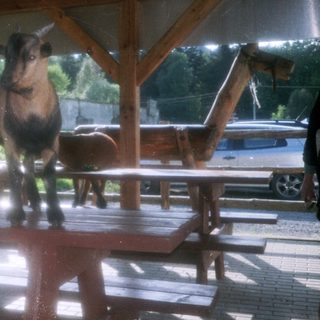 Goat standing under sheltered outdoor wooden area.