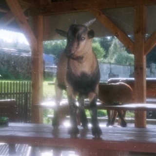 Goat standing under sheltered outdoor wooden area.