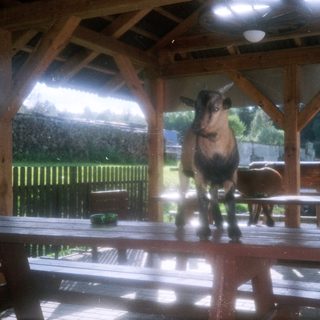 Goat standing under sheltered outdoor wooden area.