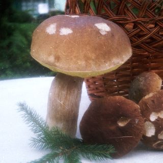 Realistic mushroom models in basket with pine sprig.