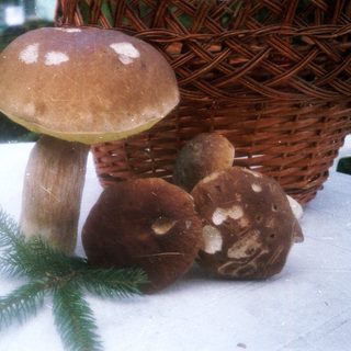 Realistic mushroom models in basket with pine sprig.