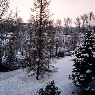 Snow-covered forest path during winter.