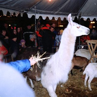 People interacting with llamas at an indoor event.