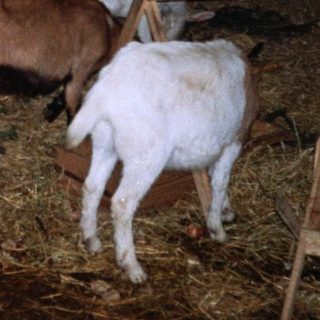 People interacting with llamas at an indoor event.