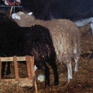 Nighttime event with people and animals in a tented area.