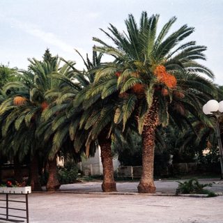 Tall palm trees with orange flowers in park setting.