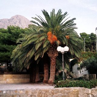 Mediterranean coastal area with palm trees and mountains.