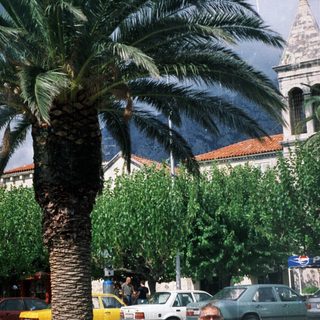 Man sitting on bench by palm tree in urban street scene.