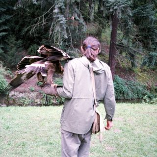 Person flying trained bird of prey outdoors.
