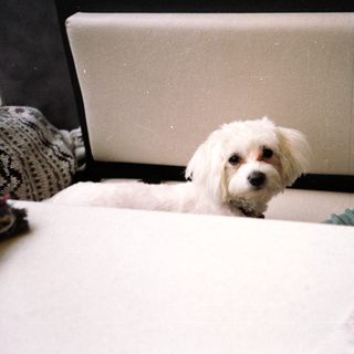 Small white dog sitting under laptop on bed.