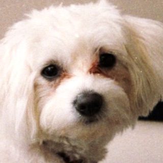 Small white dog sitting under laptop on bed.