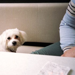 Small white dog sitting under laptop on bed.