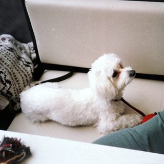 White fluffy dog sitting on couch beside person.