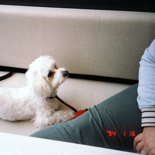 White fluffy dog sitting on couch beside person.
