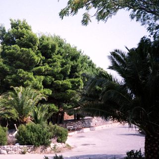 Lush garden with palm trees and stone pathway.