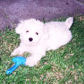 Cute white puppy lying on grass with blue toy.