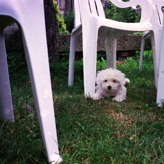 Cute small white dog peeking from under chairs.