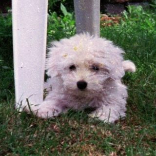 Cute small white dog peeking from under chairs.