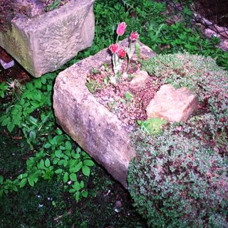 Rustic garden with rocks, moss, and small flowers.